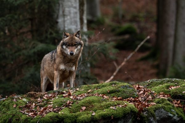 Bund und Länder einigen sich auf den günstigen Erhaltungszustand des Wolfs in der kontinentalen Region