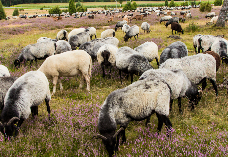 Mehr über den Artikel erfahren 1. Tagung zur Kommunikation und Vermarktung der Mehrwerte der Schafhaltung