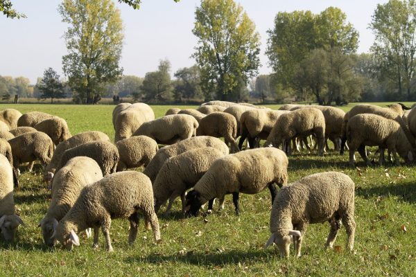 Einladung der Abteilung Berufsschäfer zum Schäferstammtisch in Vreden sowie Tag des Schafes in Ermelo (NL)