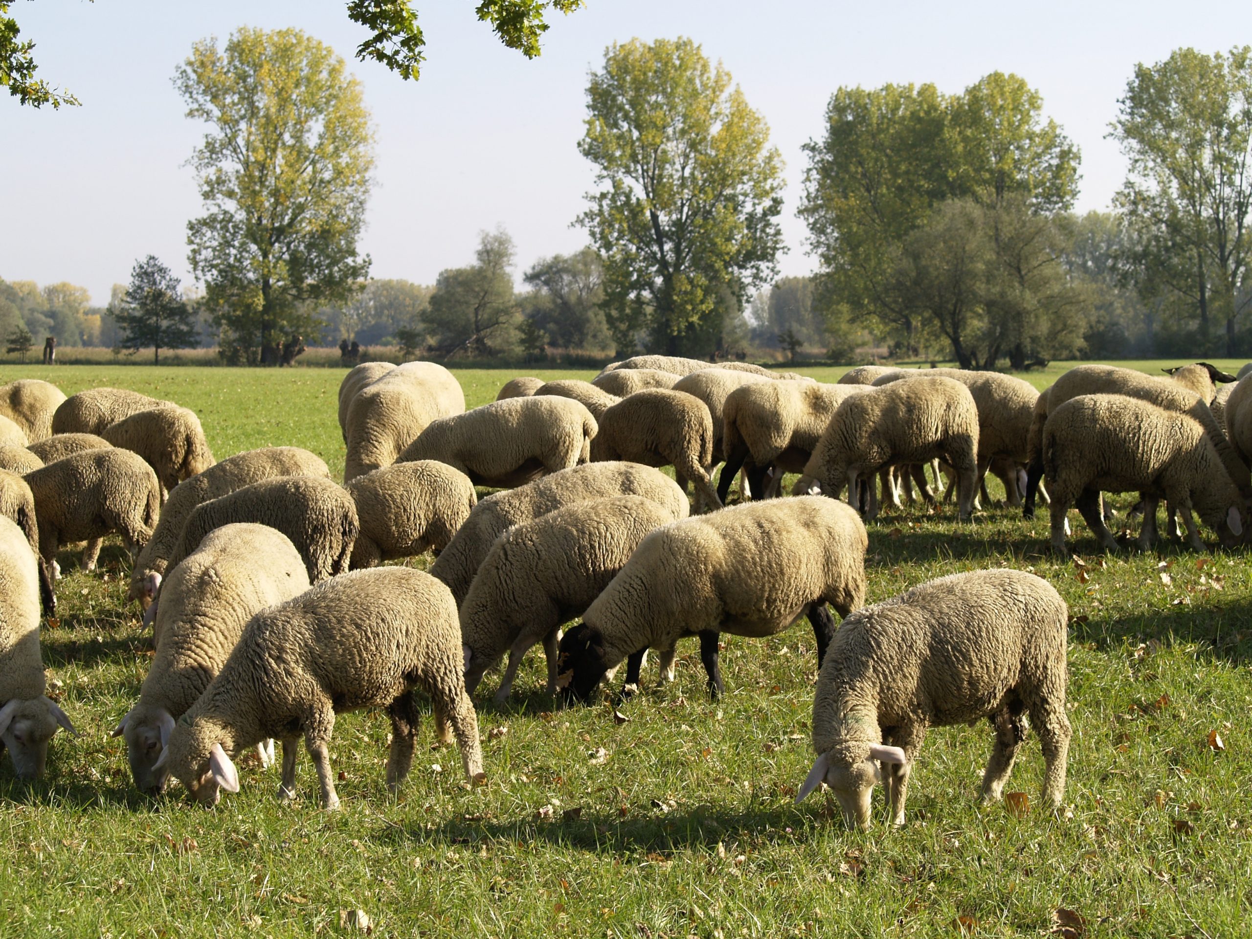 Du betrachtest gerade Einladung der Abteilung Berufsschäfer zum Schäferstammtisch in Vreden sowie Tag des Schafes in Ermelo (NL)